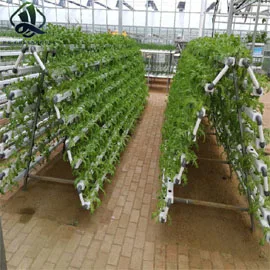 Complete Hydroponic System for growing vegetable in greenhouse