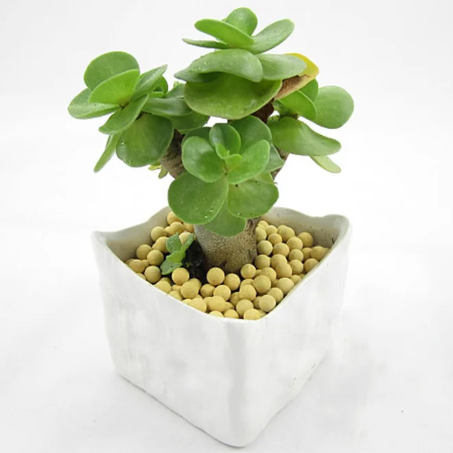Zamioculcaszamiifo-lia Succulent plant bonsai