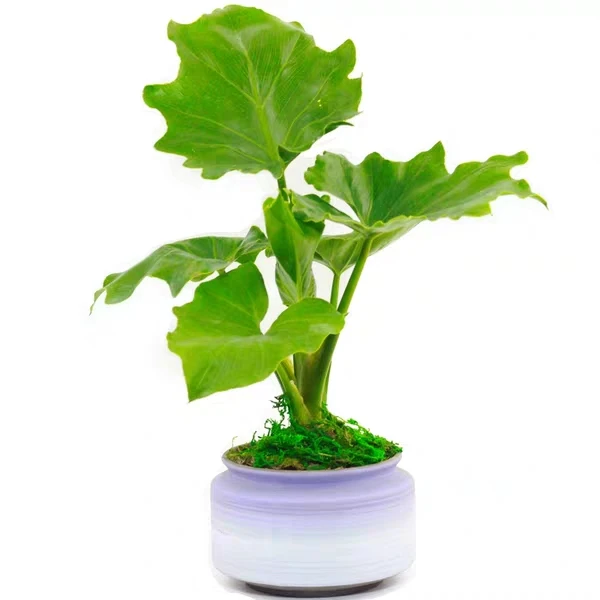 Декоративное растение бонсай филодендрон Селло (62208374884)