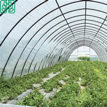 Aquaponics Growing Systems Plastic Film Greenhouse