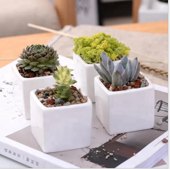 White creative succulent ceramic desktop mini square potted pot