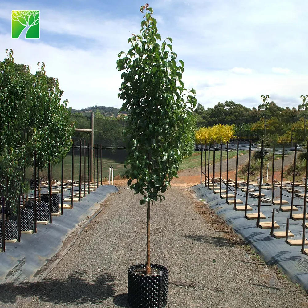 25-35 feet height low maintenance full sun pear fruit sapling Pyrus spp