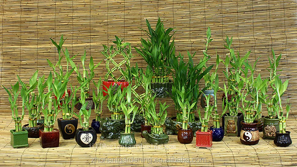 
Evergreen Ornamental Green Plants Lucky Bamboo 