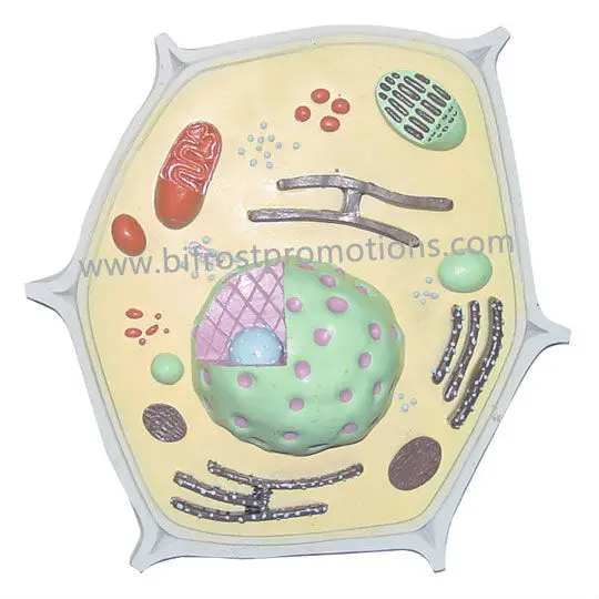 Plant Cell Model