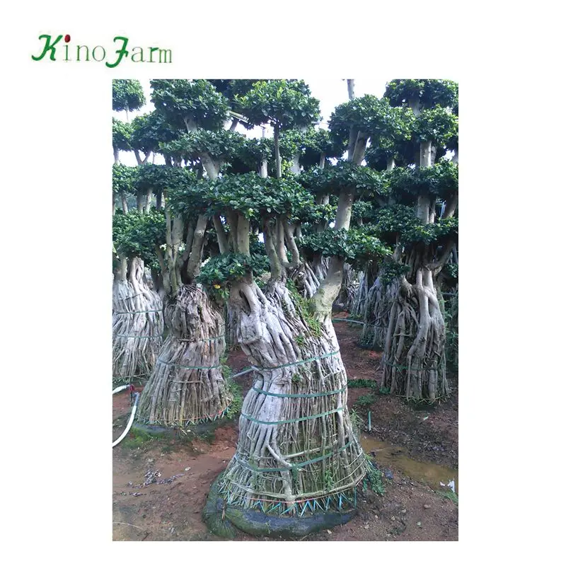  Zhangzhou kinofarm оптовая продажа большой S-образный лес лошадиные корни фикус бонсай