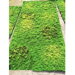 Wholesale Factory Price Artificial Peat Moss Mat Wall Panel Art,  Artificial Moss Colored For Indoor Decoration