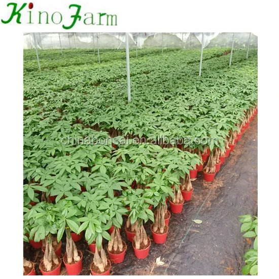 Indoor Plant Pachira