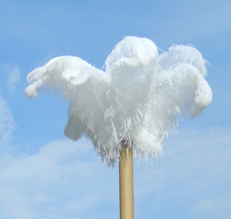 
Wholesale price factory cheap price Natural Decorative White ostrich feathers for wedding decor feather 