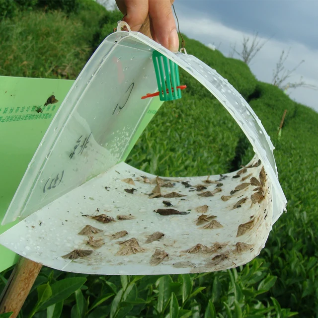 Tea tussock moth Arna pseudoconspersa pheromone lure pheromone trap
