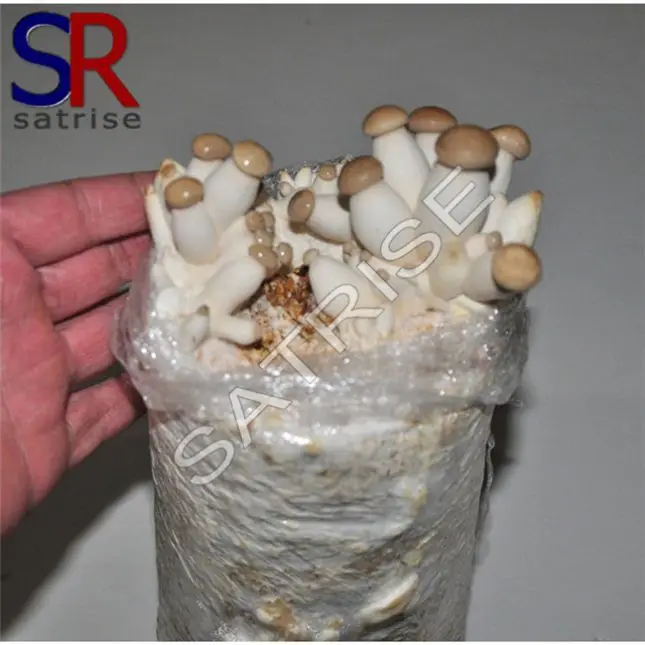 
Mushroom cultivating oyster mushroom spawn log 