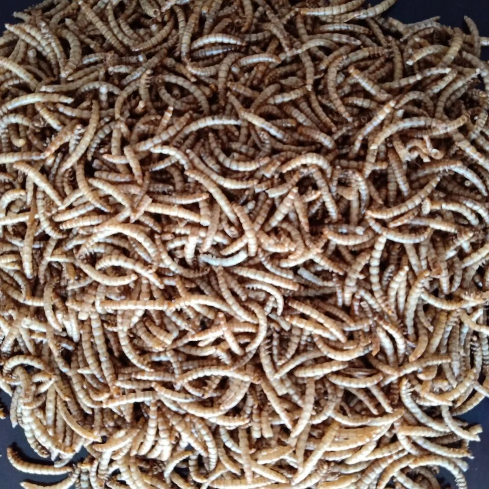 
stingray feed,mealworms for rare fish feed,the top popular feed for fish in Thailand 