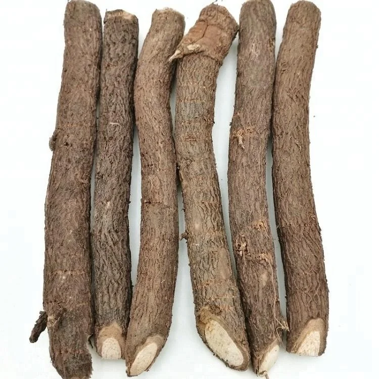 
Pao tong cold resistant hybrid paulownia 9501 cut root for planting 