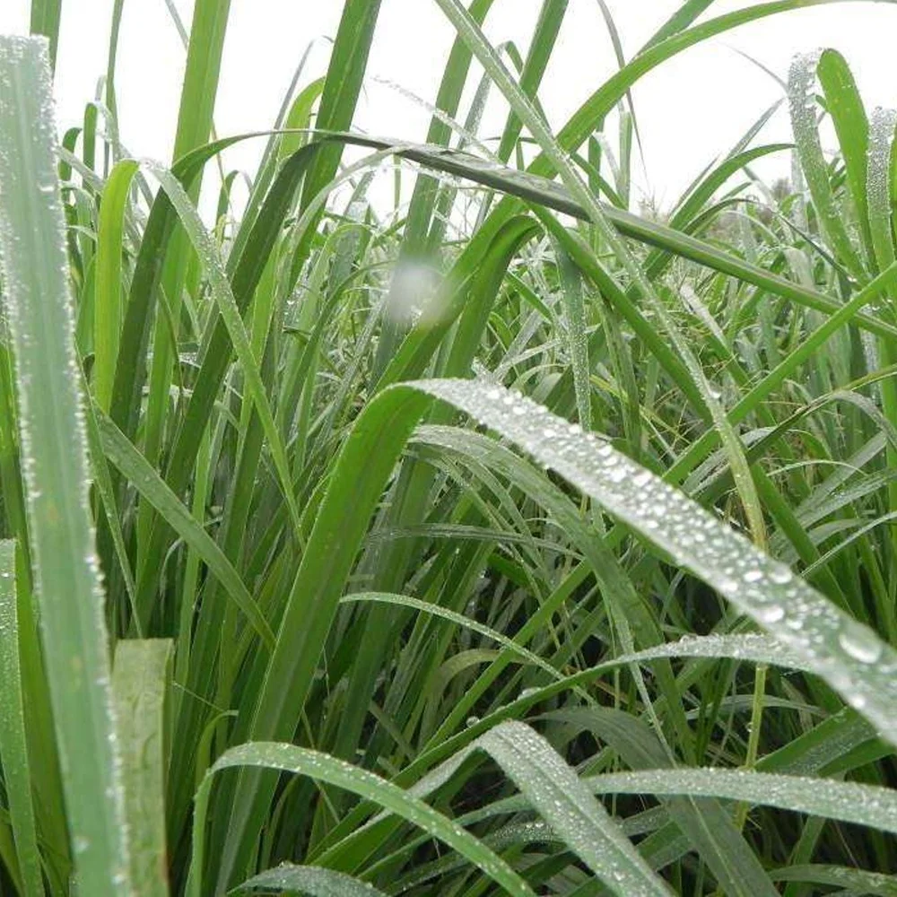 
Chinese Organic Dry Dried Lemon-grass Lemongrass Lemon Grass Plant Leaf Prices Herbal Tea in Bulk 