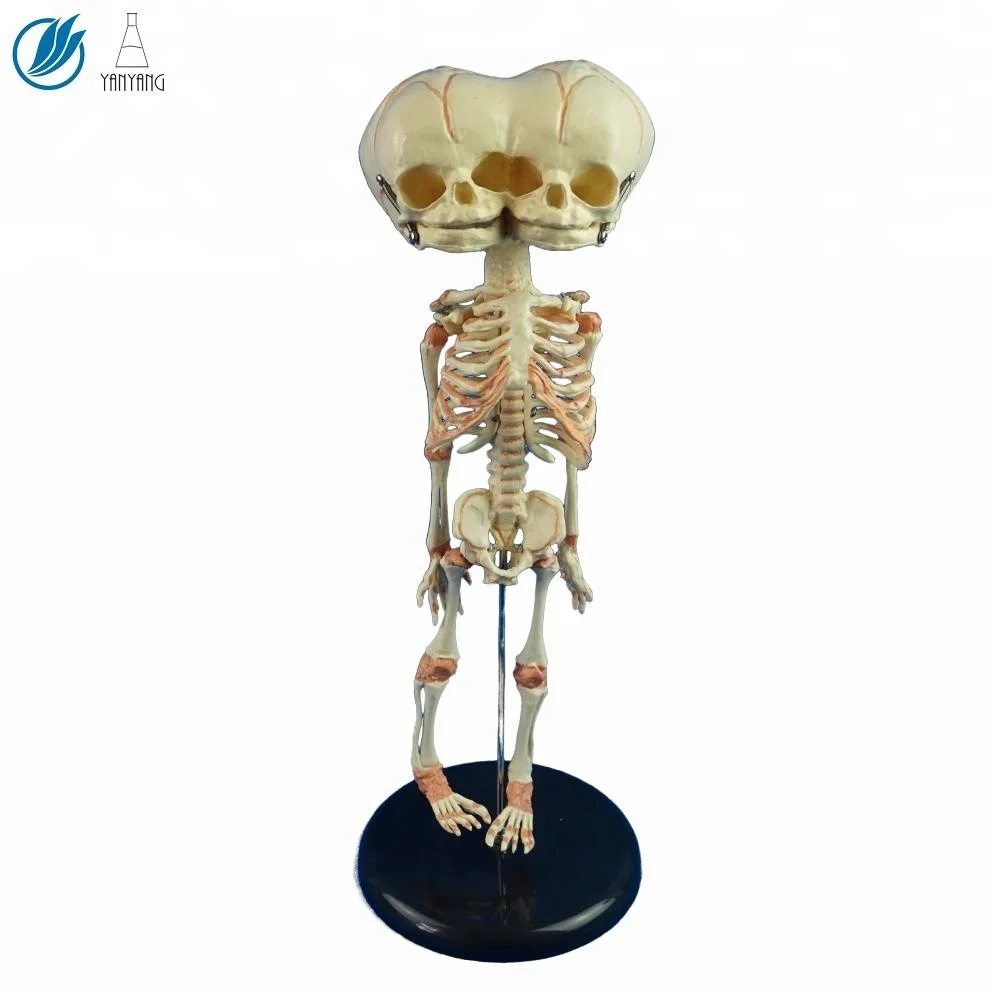 Модель черепа из ПВХ для