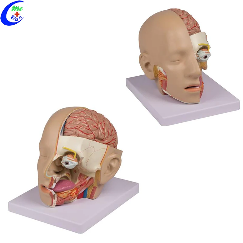  3d-модель человека пластиковый мозг
