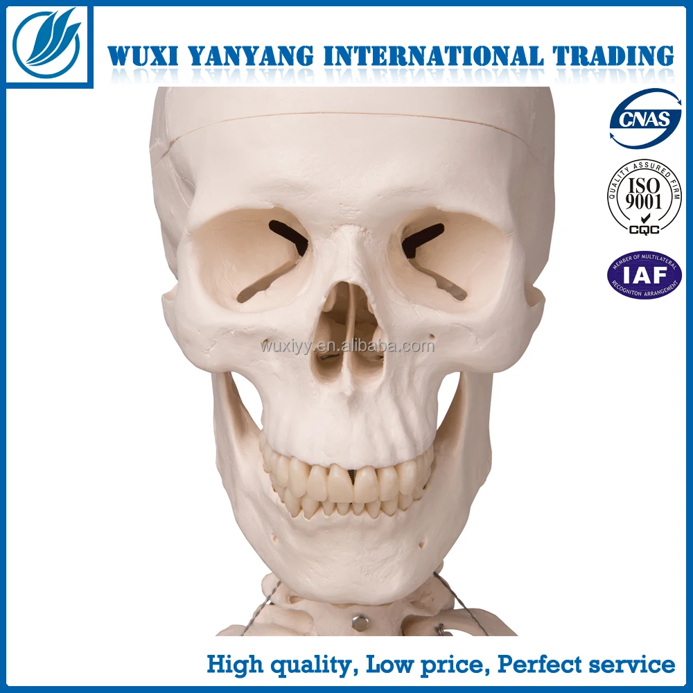 180cm Human Structure skeleton model manufacturer