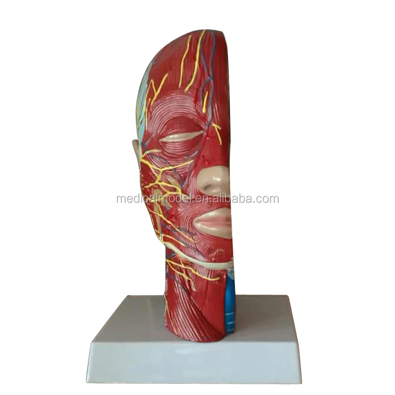 Superficial Face With Muscle Nerve Blood Vessel Brain Model