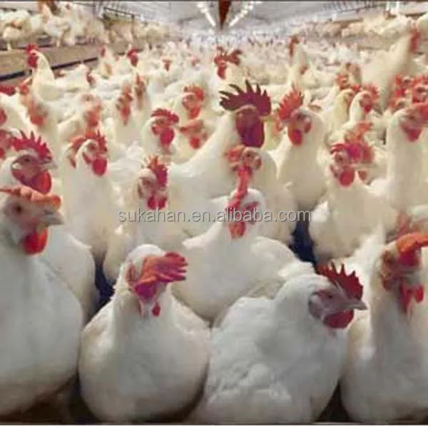 
SUKAHAN Poultry Premix Vitamin Mineral Probiotics Additives to Improves Quantity And Quality of Eggs 