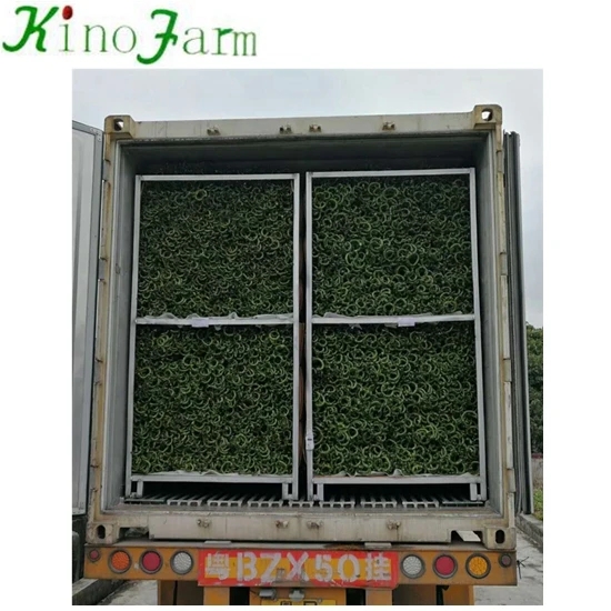 
 Бамбуковое растение на удачу  