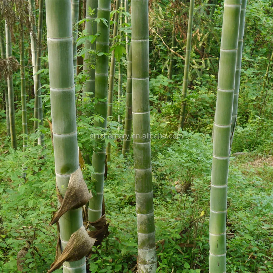 High Germination Plant Seeds, Moso Bamboo Seeds For Sale