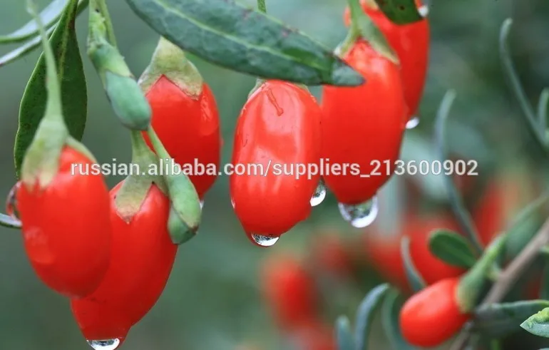 Порошок Годжи лициум