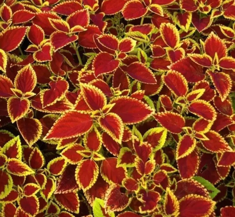 
500g Houseplants dress up your Painted-leaf Begonia rex seeds for sale 