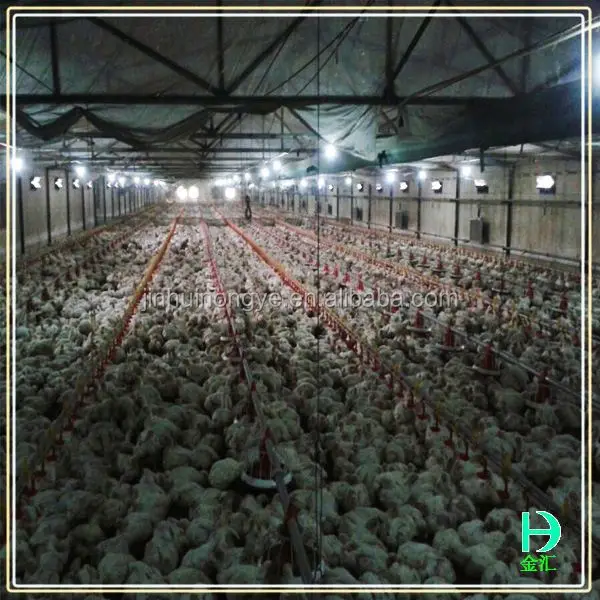 
 Курица пролить система питьевой, Цыплят-бройлеров дом  