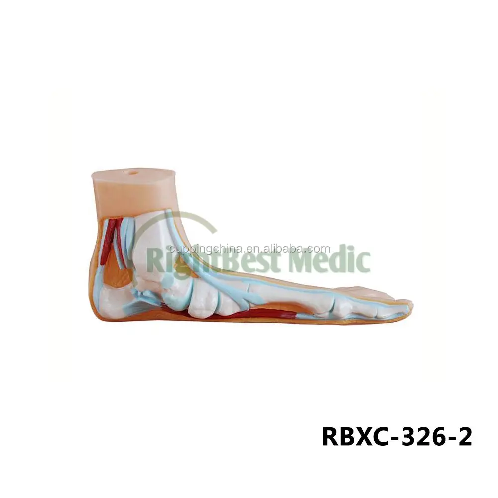 80CM HUMAN MUSCLE MODEL MALE (27 PARTS) human muscle anatomy model