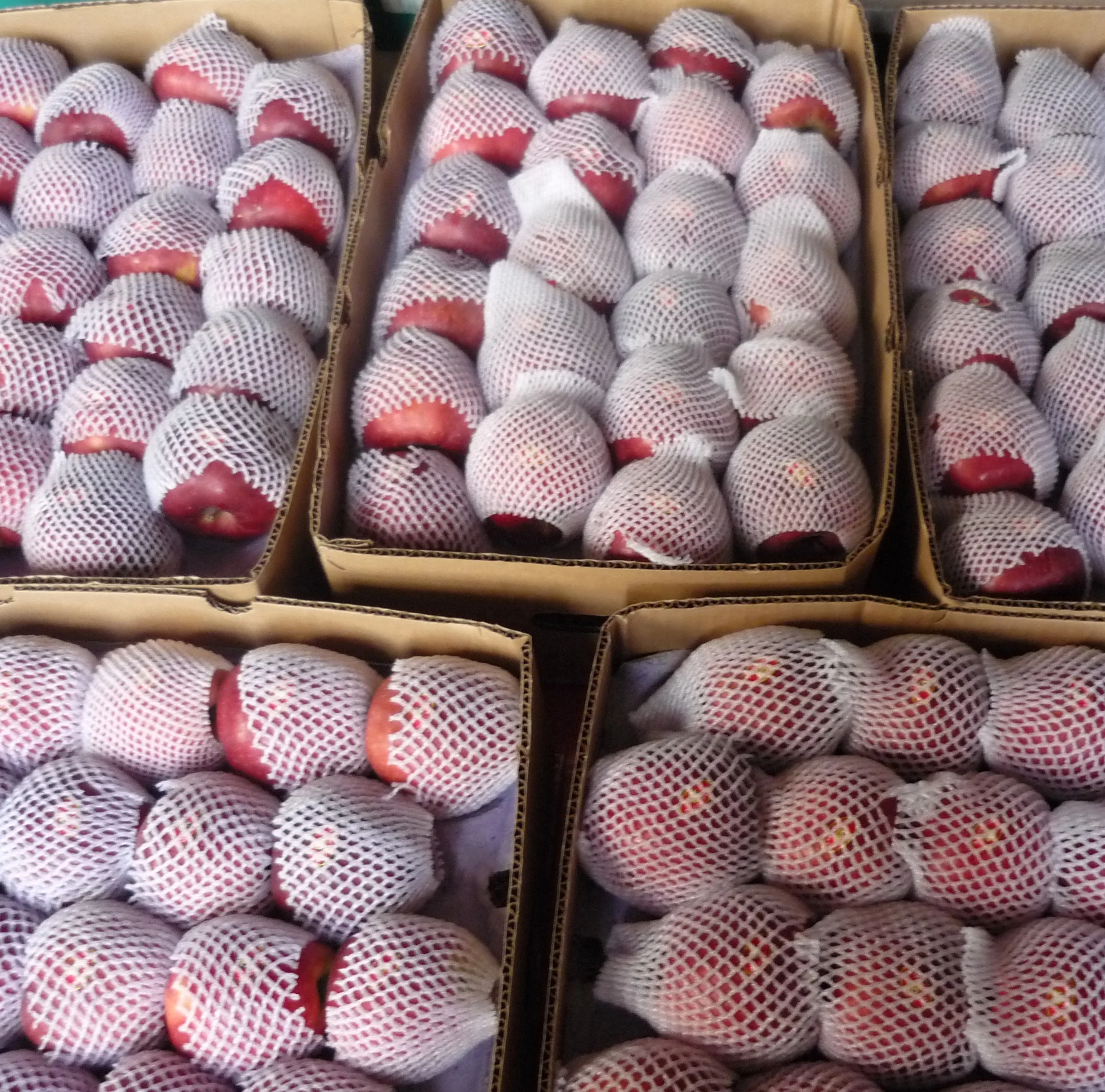 Красное горное яблоко