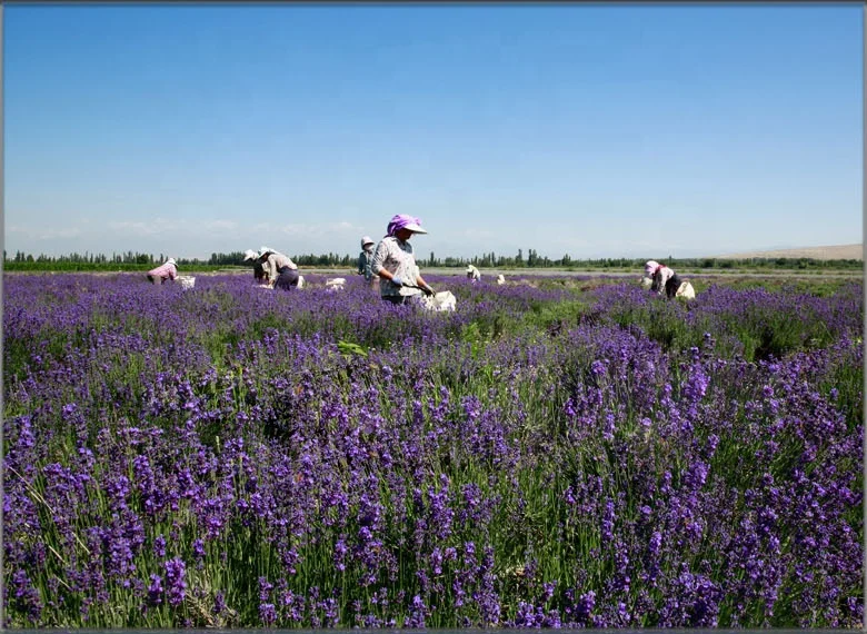 wholesale best quality dry lavender flower pure dried lavender buds