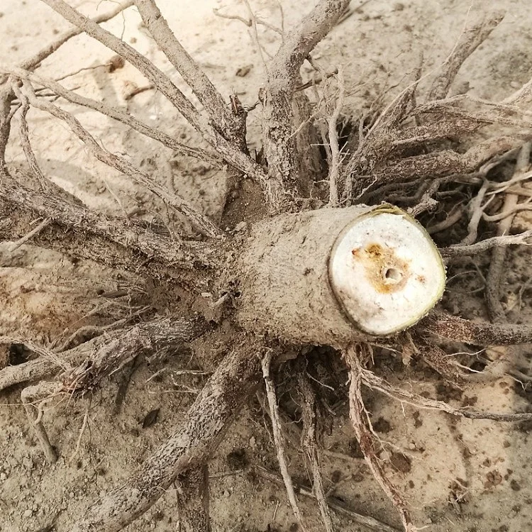 
diploid pesticide treated clone paulownia 9502 big stump with quarantine certificate 