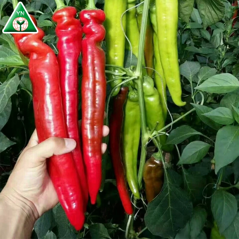 
ZHENGDA 128 F1 Best Quality Red Hot Chili From China To Worldqwide 
