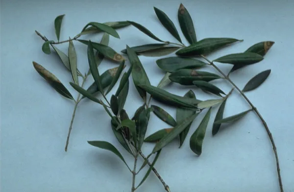
Olive leaves Moroccan 