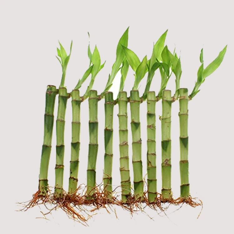 Hot selling 50cm straight natural plants lucky bamboo plant lucky bamboo cheap