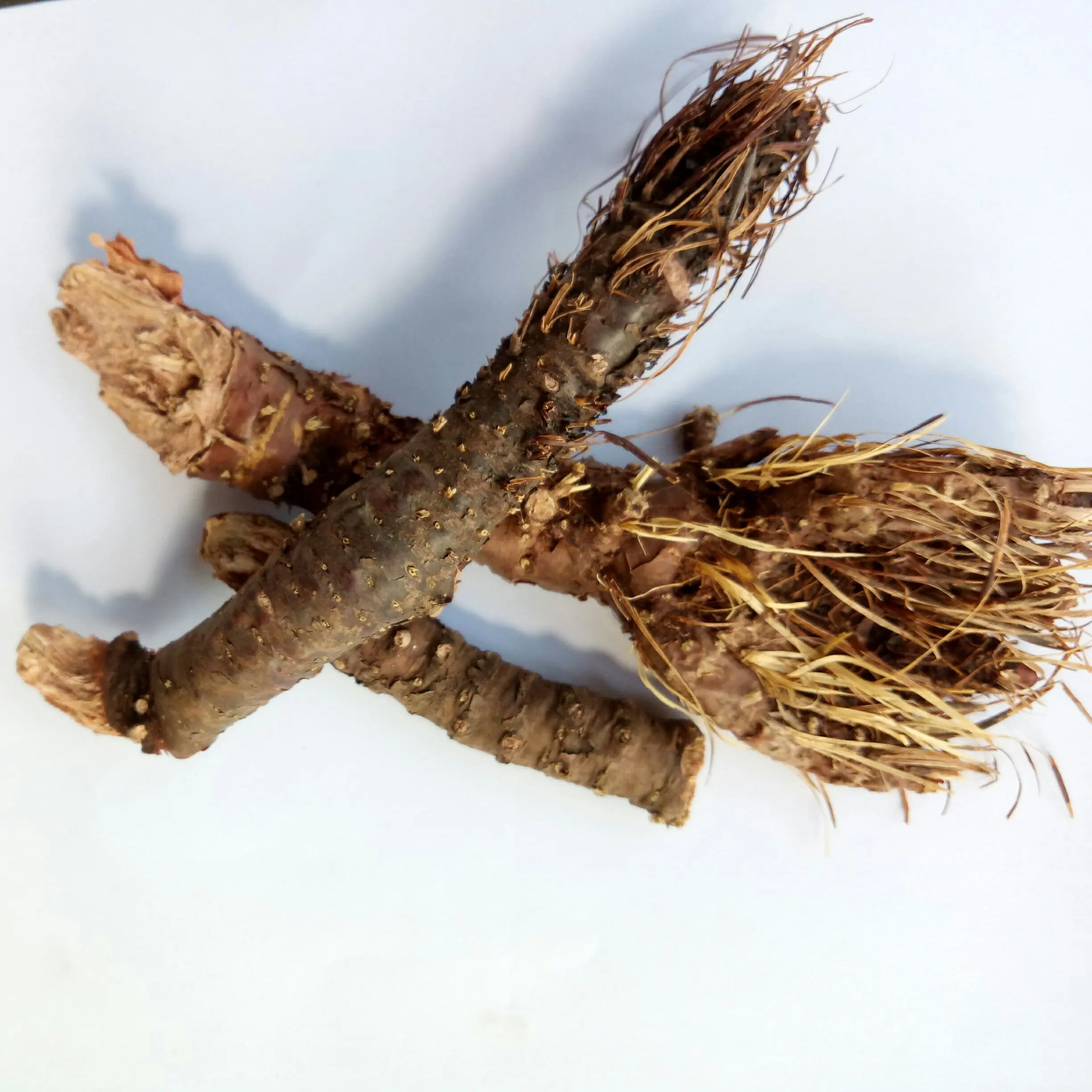 
Wild tibet Raw Root Rhodiola crenulata Hongjingtian 