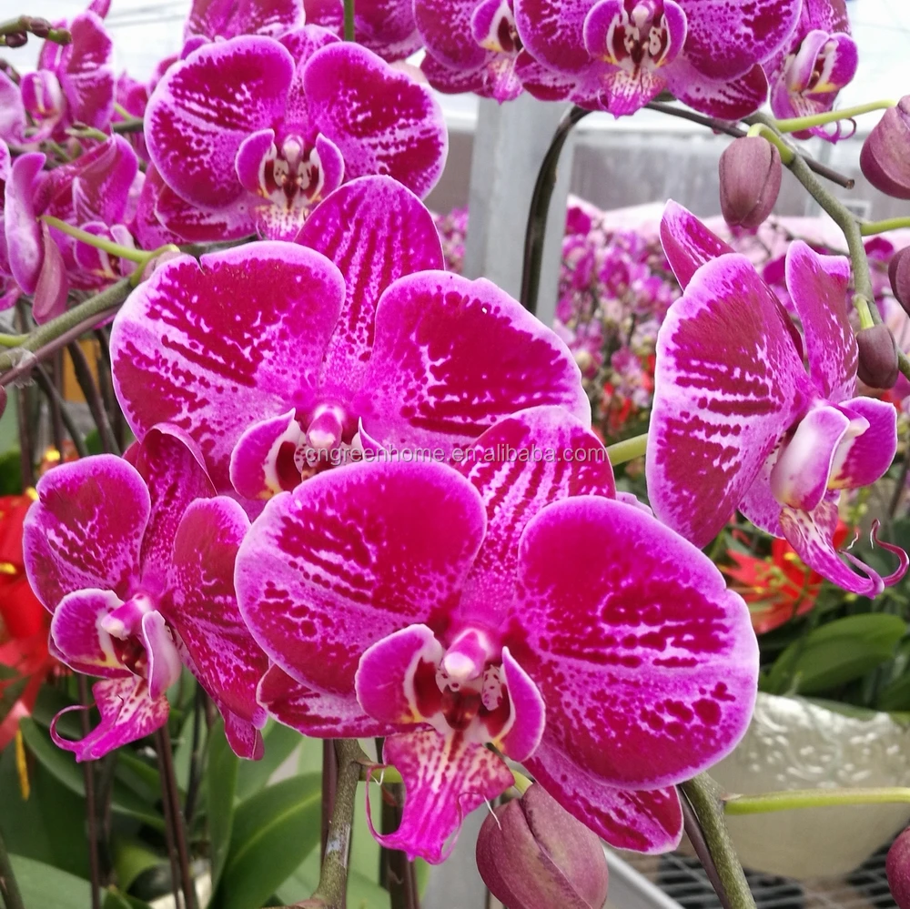 Саженцы фалаенопсиса