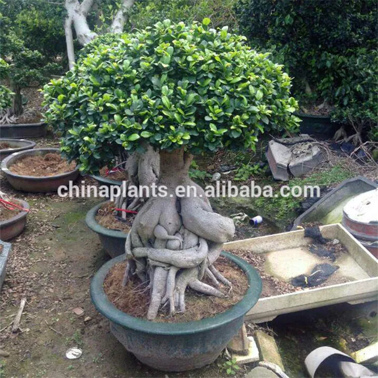
FICUS GINSENG BONSAI 