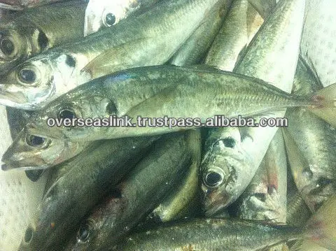 High Quality BQF olig mackerel horse mackerel seafood from Morocco