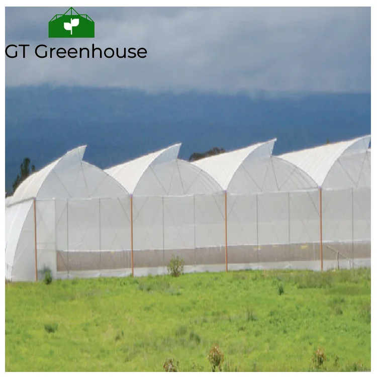 Agricultural Tropical Open Roof Greenhouses