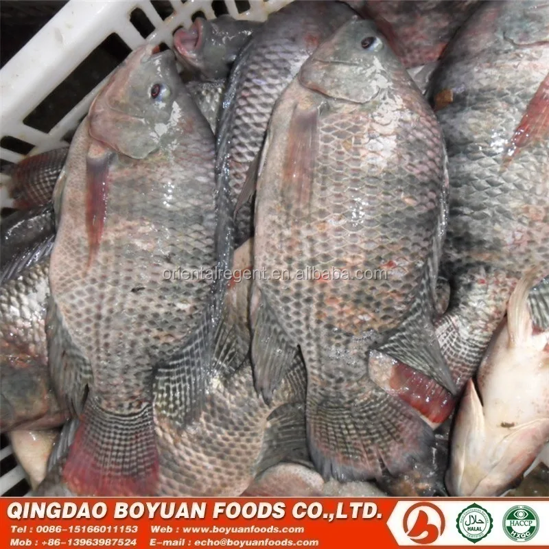 
tilapia 200-300g good selling in congo market africa 