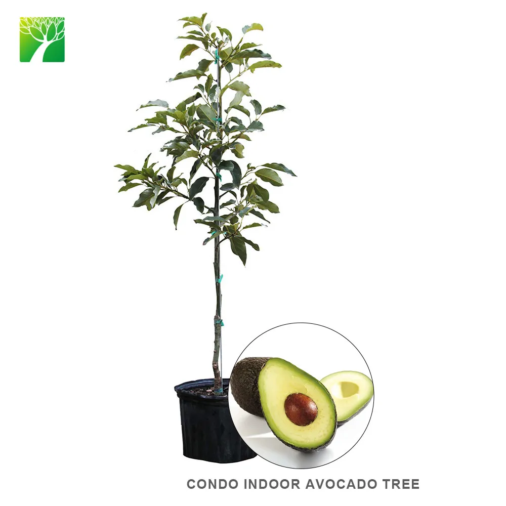 
Горячая Распродажа! Семена фруктовых растений, домашнее дерево авокадо 