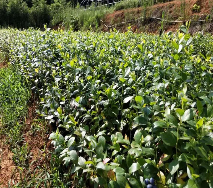 
NON-Gmo 3 years old Blueberry young plants for planting 