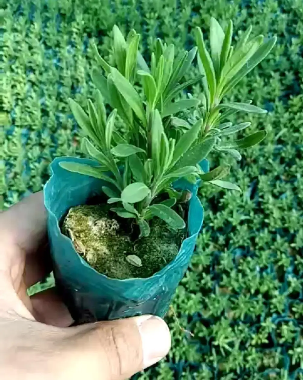 Мельница лаванды ангустифолиевой/саженцы лаванды