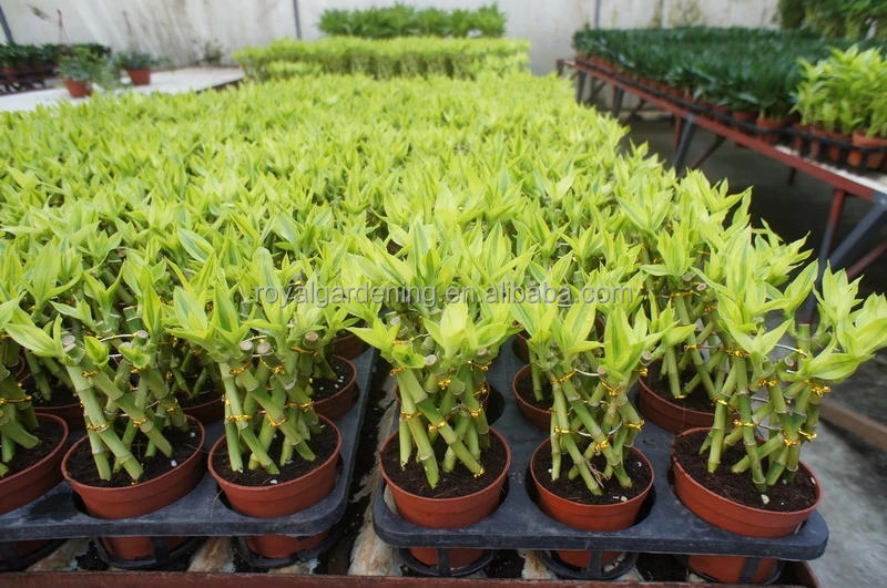 
Lucky bamboo ( Dracaena Sanderiana) cage shape 