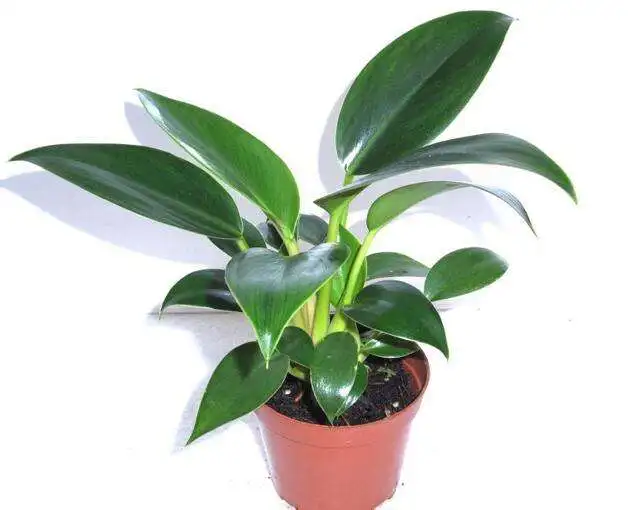 
 Филодендрон  