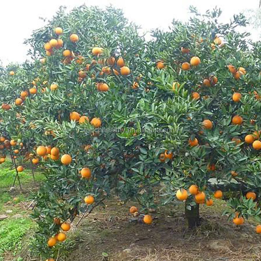 2021 Touchhealthy Поставка семян Yuzu для посадки