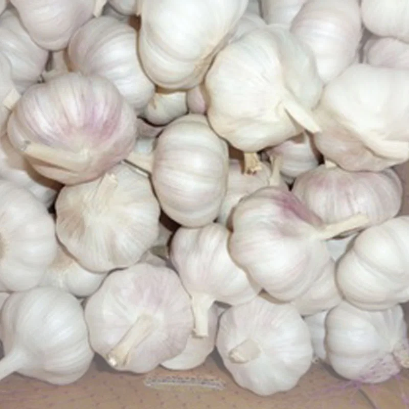 Alho Fresco for Brazil EU Africa from China garlic processing plant
