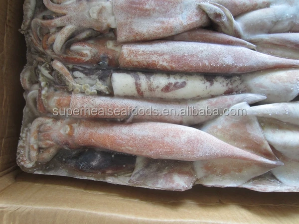 Frozen Squid Food /Japanese Flying Squid