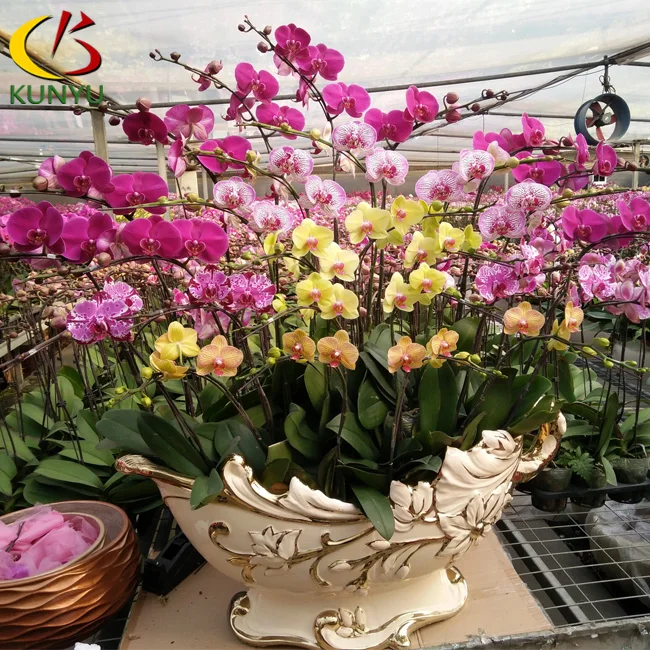 Taiwan origin  Phalaenopsis Orchid Flowers seedlings nursery  on rolling benches in tropical sawtooth greenhouse for exporting