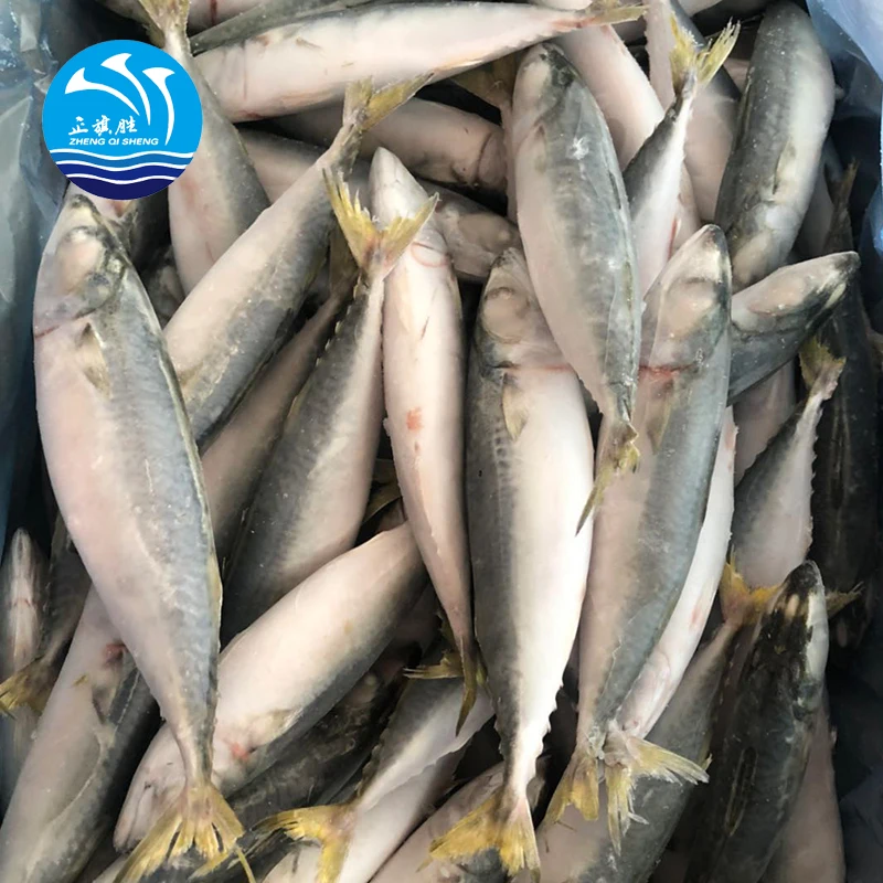 Для продажи Scomber Scombrus Atlantic Mackerel
